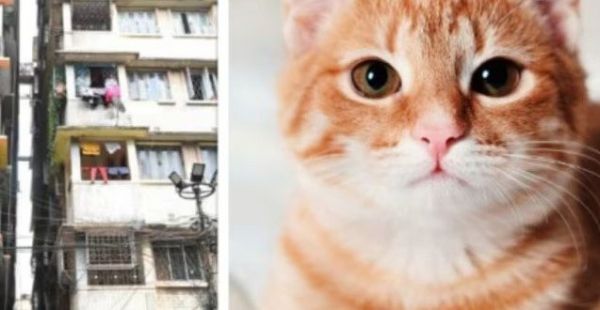 बिल्ली को बचाने में 8वीं मंजिल से गिरी महिला, मौत